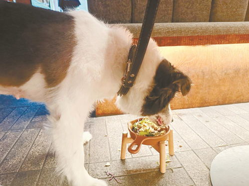 成都寵物友好餐廳受歡迎，合理分區促包容互不打擾