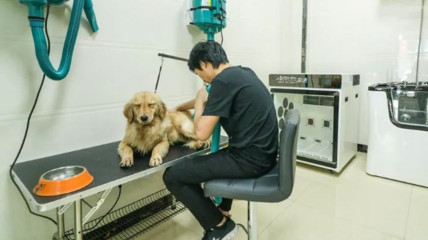 長沙正規寵物醫院與專業寵物服務全指南